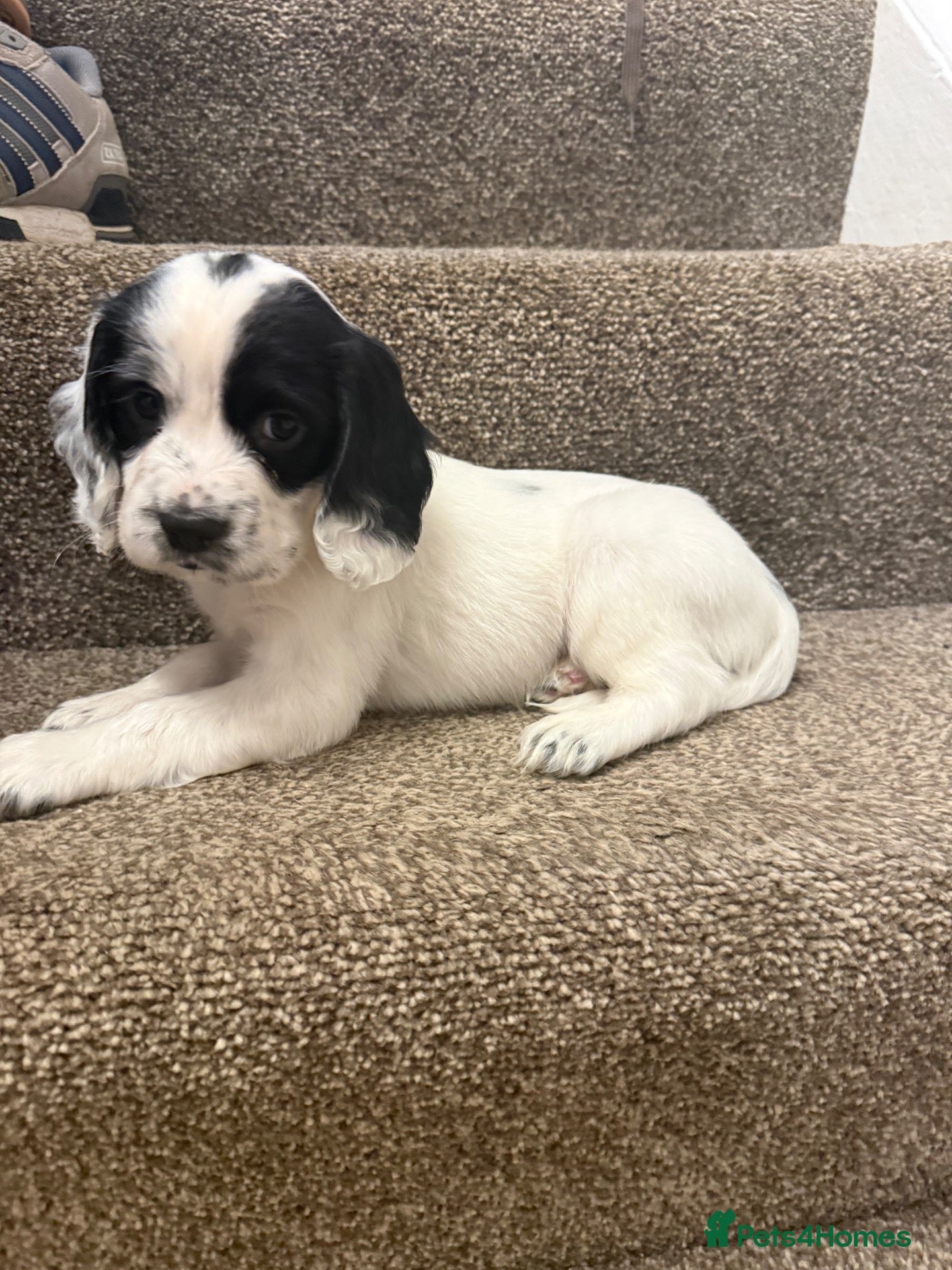 Cocker Spaniel dogs for sale: Beautiful cocker spaniel puppies  - Advert 2