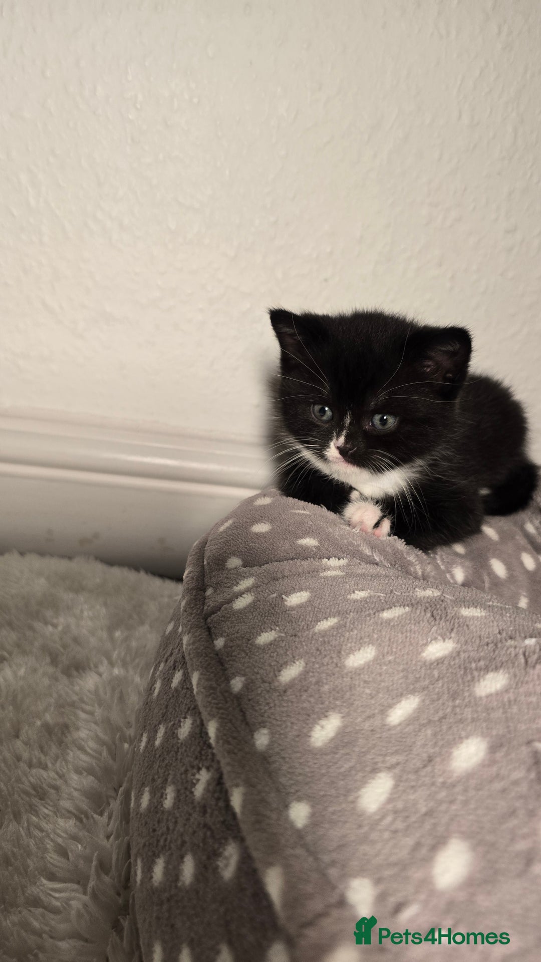 Mixed Breed cats for sale: Adorable British Shorthair Mix Kitten - Image 1