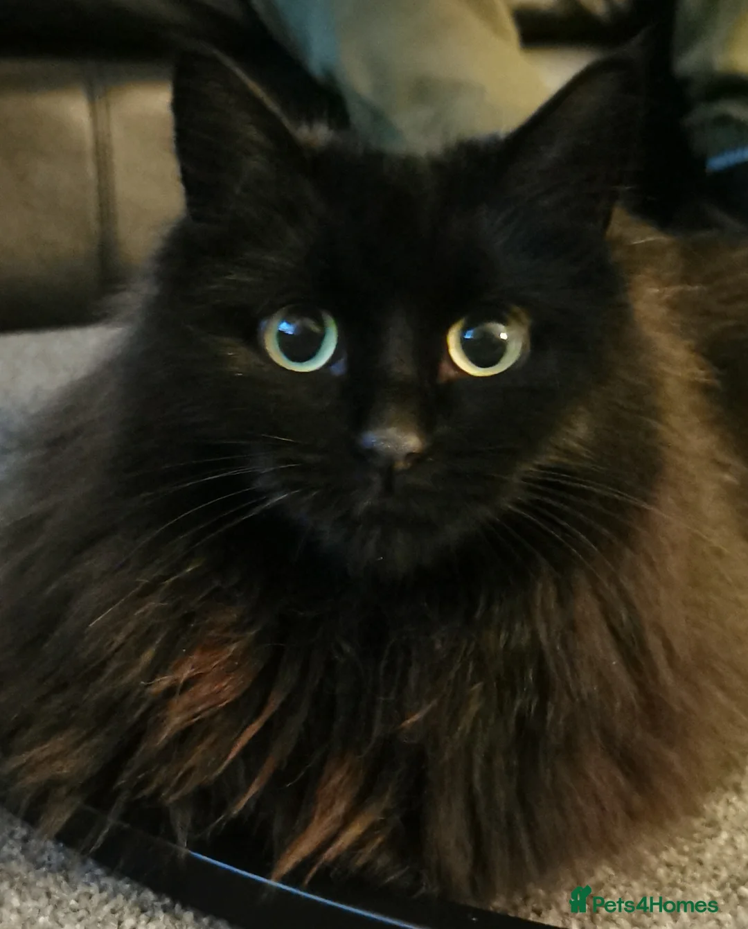 Mixed Breed cats for sale: Mixed breed long hair - Advert 2