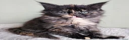 Maine Coon cats for sale: Stunning pedigree Maine Coon kittens  - Advert 4