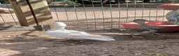 Chickens poultry for sale: Chickens, Ducks & Baby Chicks for Sale! 🐔🦆🐥   - Advert 6