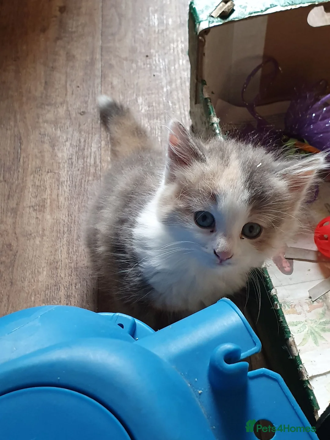 Mixed Breed cats for sale: Last of the Summer Kits - Advert 2