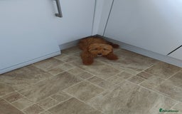 Cockapoo dogs for sale: Beautiful Male 5 Month Old Cockapoo Puppy F1  - Image 3