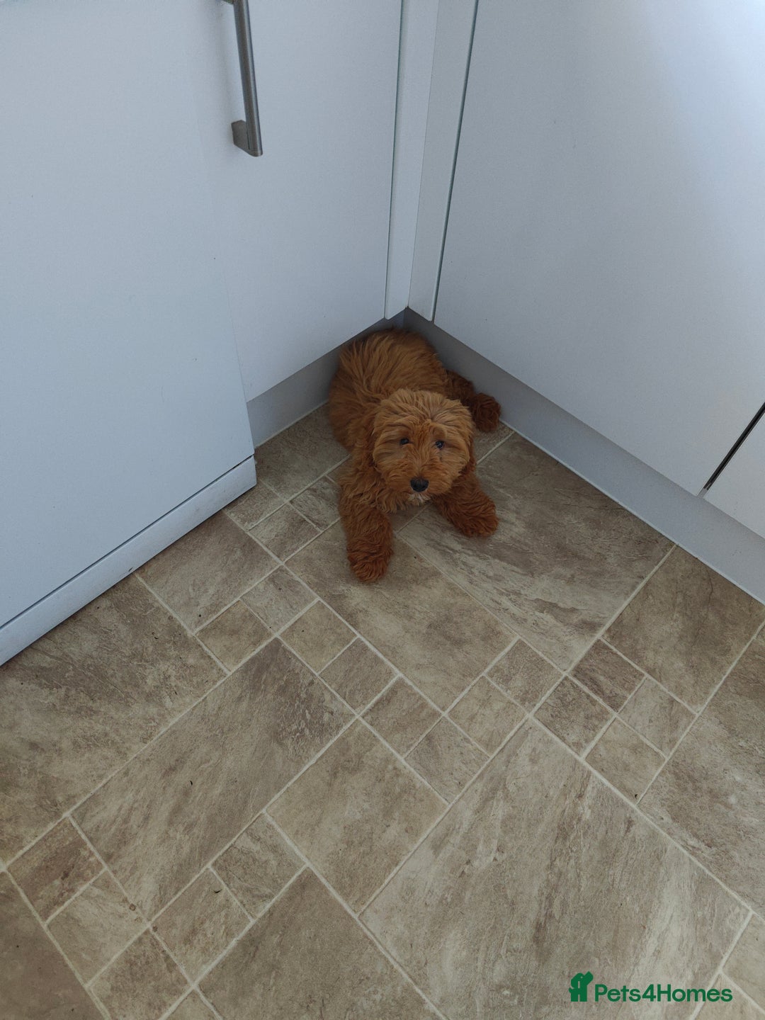 Cockapoo dogs for sale: Beautiful Male 5 Month Old Cockapoo Puppy F1  - Image 3