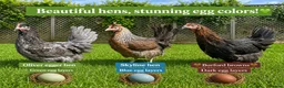 Chickens poultry for sale: Coloured hybrid hens at pol - Advert 1