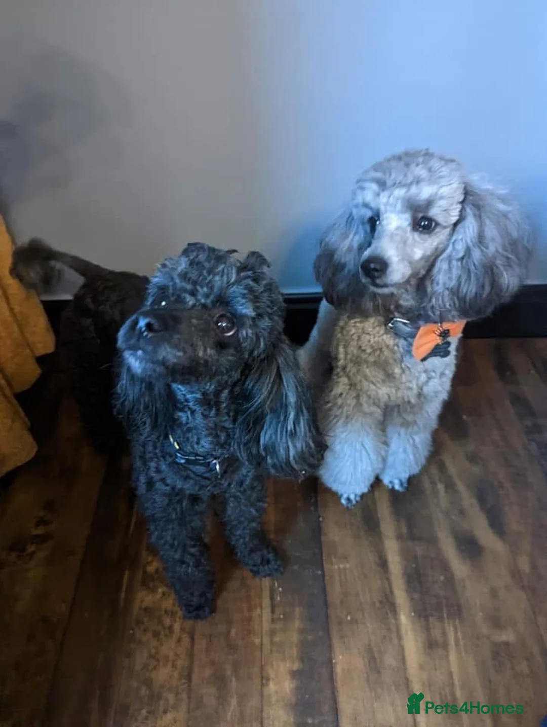 Toy Poodle dogs for stud: Lovely Apricot Boy for Stud - Advert 5