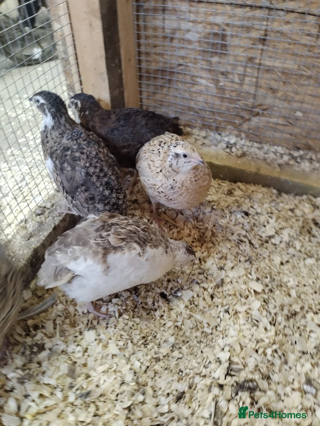 Quail poultry for sale: Coturnix Quail  in Ipswich - Advert 4