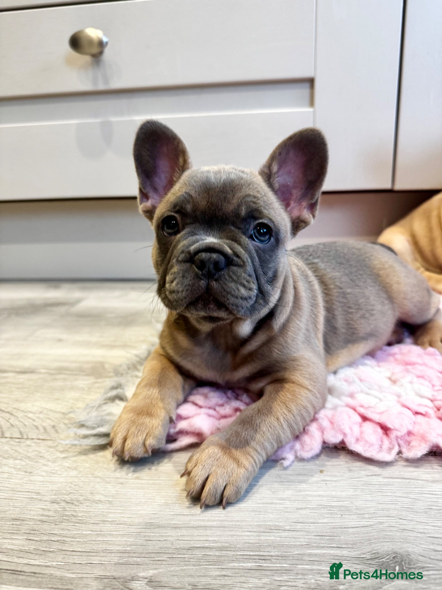 French Bulldog dogs Ready Now 🐶  KC Registered ! - Advert 2