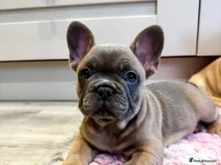 French Bulldog dogs Ready Now 🐶 KC Registered ! - Advert 2