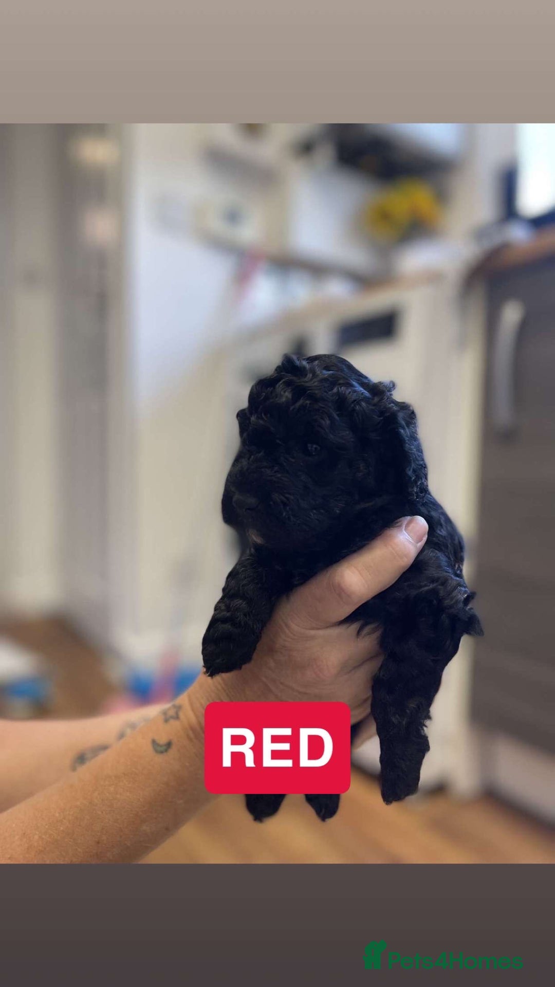 Cockapoo dogs for sale: Beautiful F1B Cockerpoos🐶 - Image 6