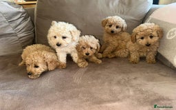 Pomapoo dogs for sale: Pomapoo puppies ready to leave now  - Image 1