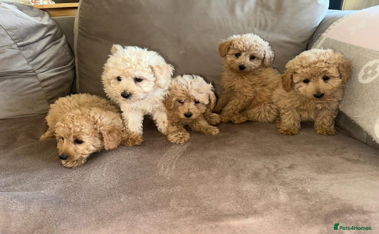 Pomapoo dogs - Advert 1