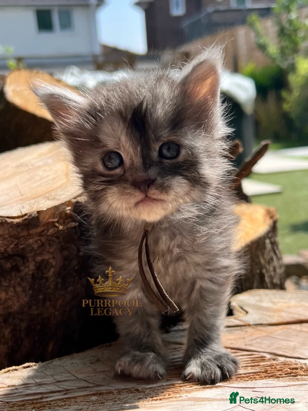 Maine Coon cats for sale: TICA registred Maine coon kittens. Rare colours  - Advert 27