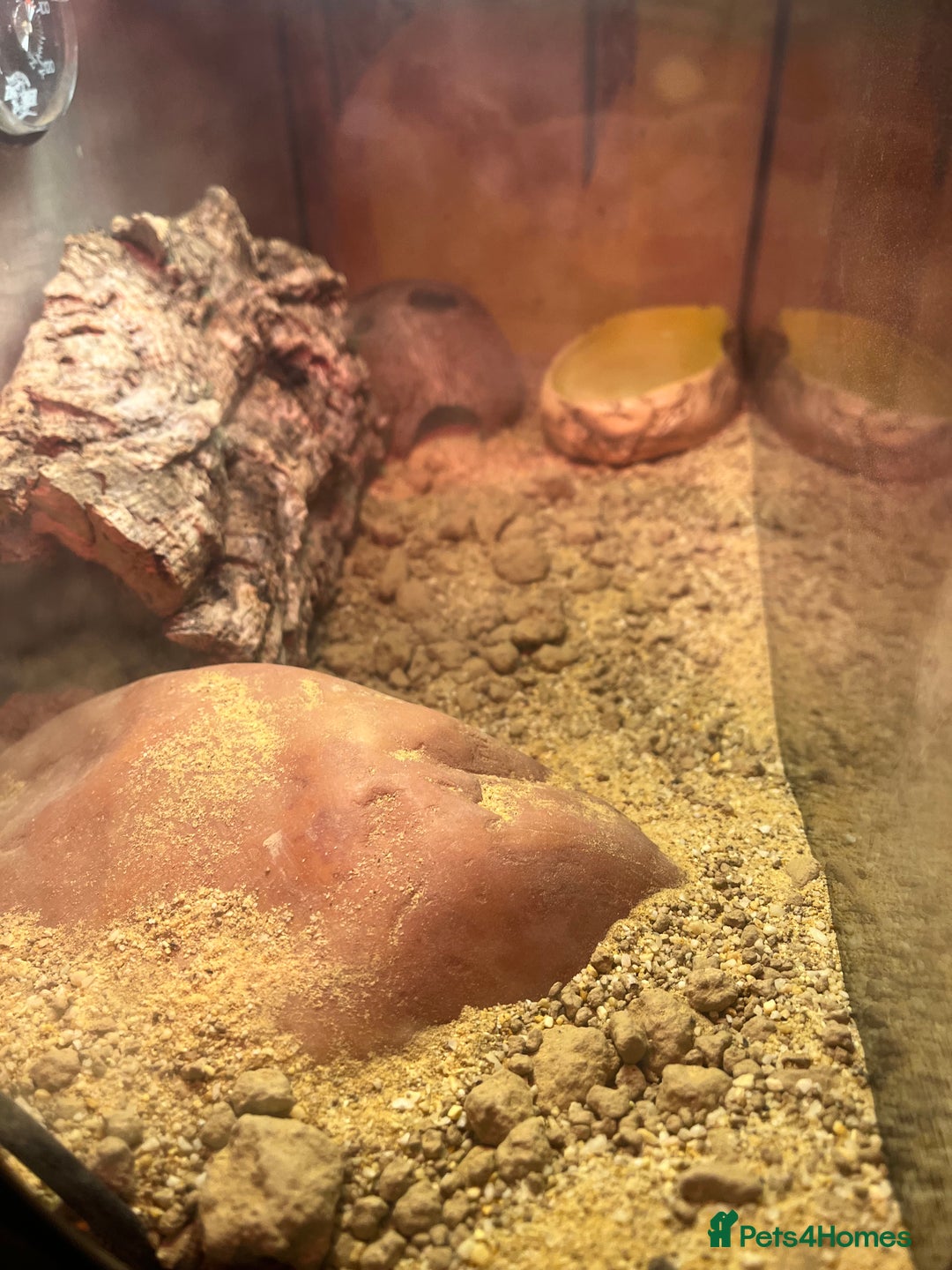 Gecko reptiles for sale: Leopard gecko - Advert 2