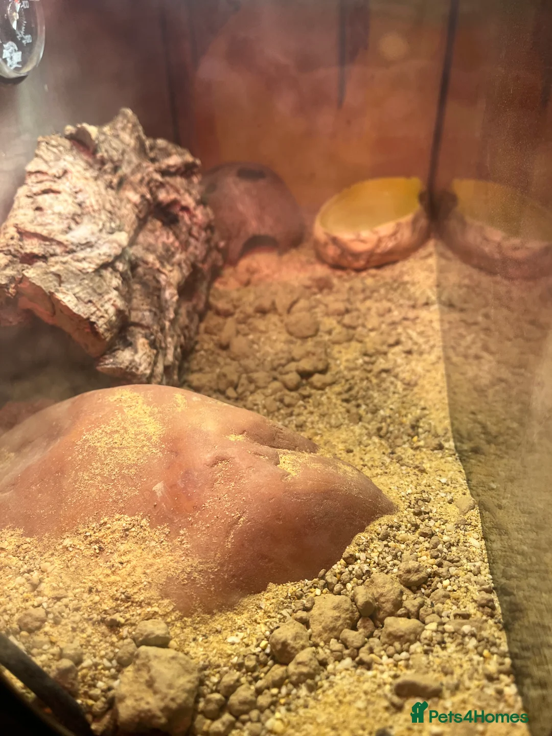 Gecko reptiles for sale: Leopard gecko - Advert 2