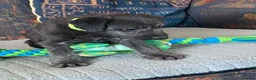 Mixed Breed dogs for sale: Bedlington x Whippet puppies - Advert 10