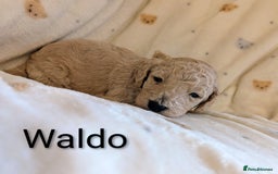 Standard Poodle dogs for sale: Standard poodles - Image 8