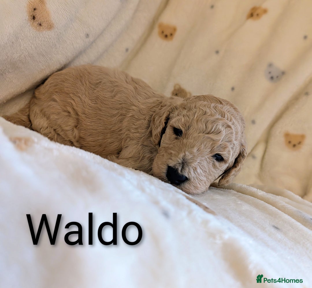 Standard Poodle dogs for sale: Standard poodles - Image 8