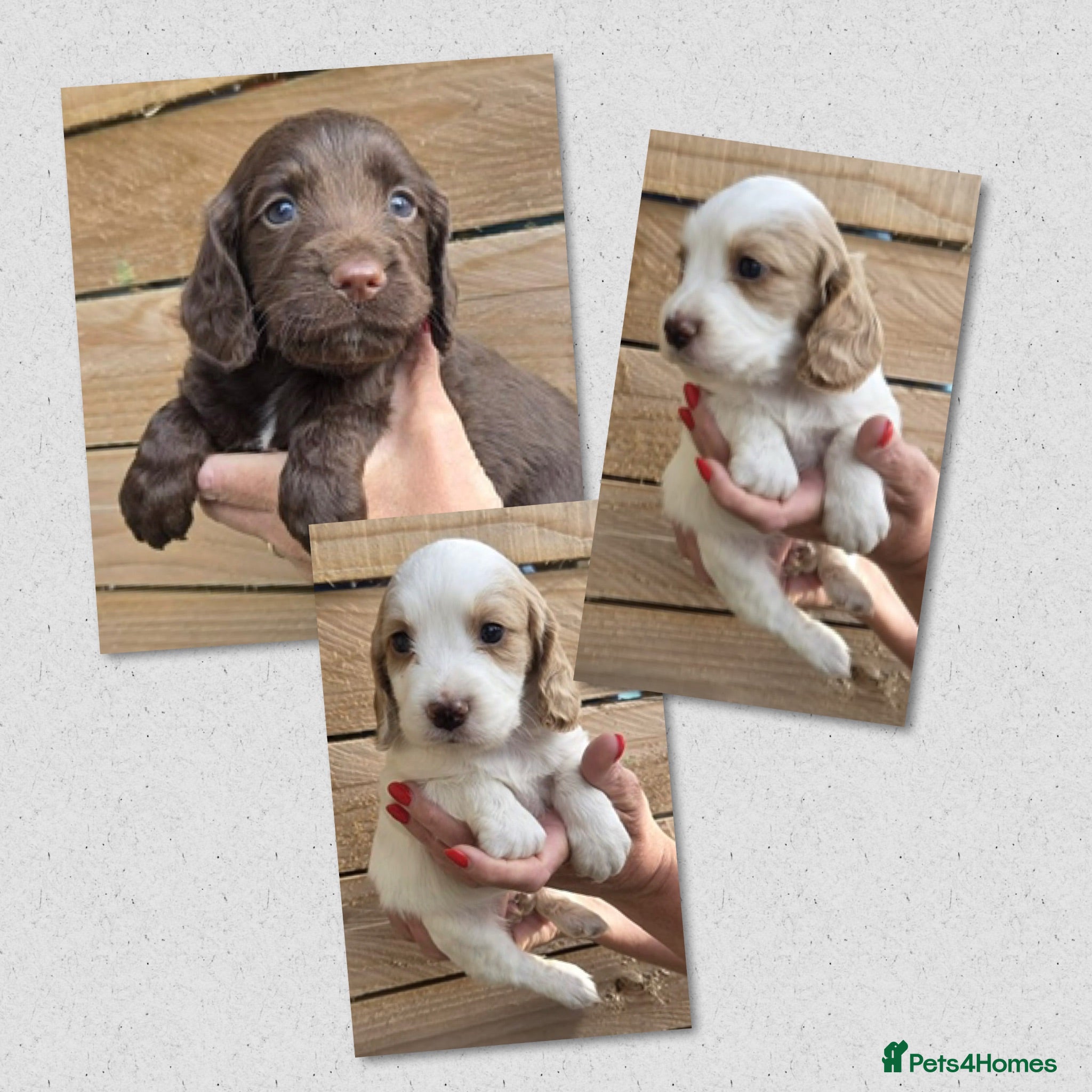 Cocker Spaniel dogs Beautiful KC Reg Working Cocker Spaniels Puppies - Advert 1