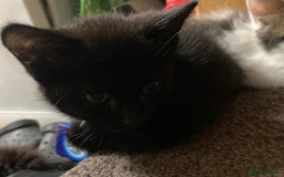 Turkish Angora cats for sale: 3 beautiful kittens ready to find a loving home  - Image 10
