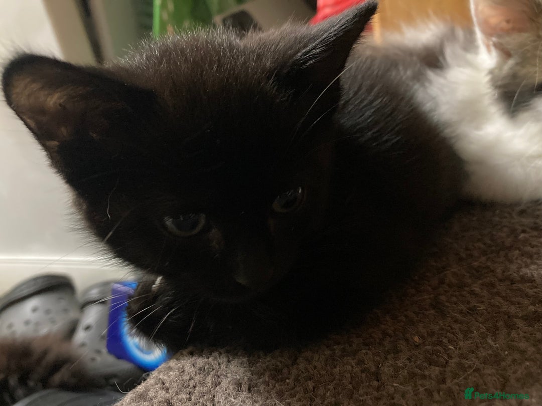 Turkish Angora cats for sale: 3 beautiful kittens ready to find a loving home  - Image 10