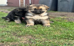 German Shepherd dogs for sale: German shepherd puppies  - Image 4