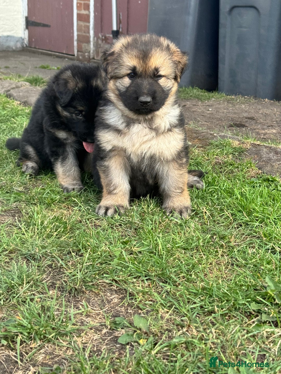 German Shepherd dogs for sale: German shepherd puppies  - Image 4