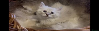 Siberian Kitten 1