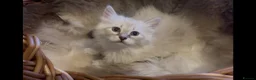 Siberian cats for sale: Lovely Siberian Girl 🤗 - Advert 1