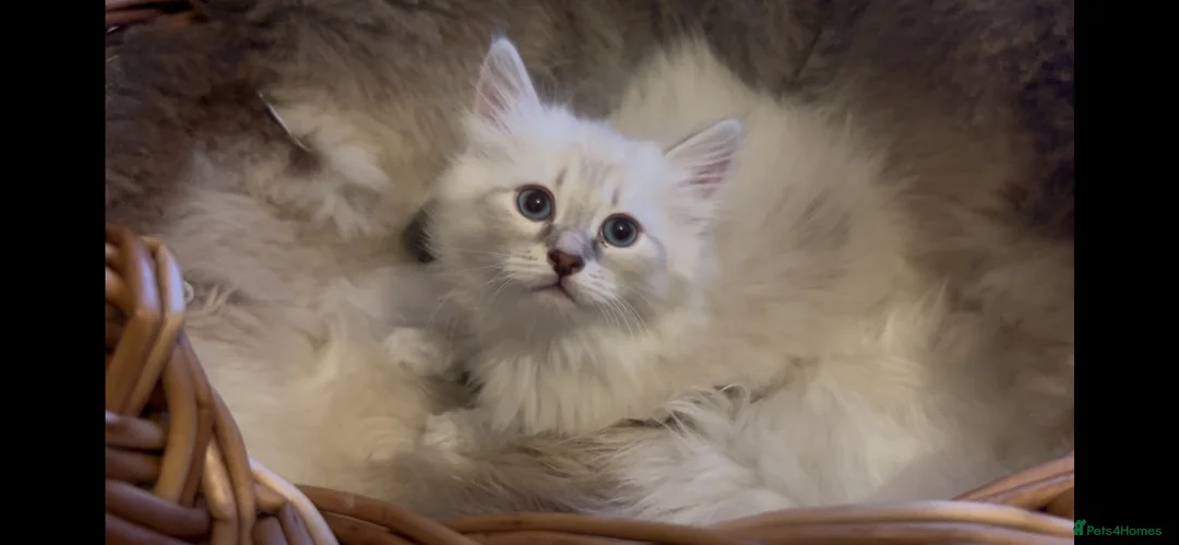 Siberian cats for sale: Lovely Siberian Girl 🤗 - Advert 1