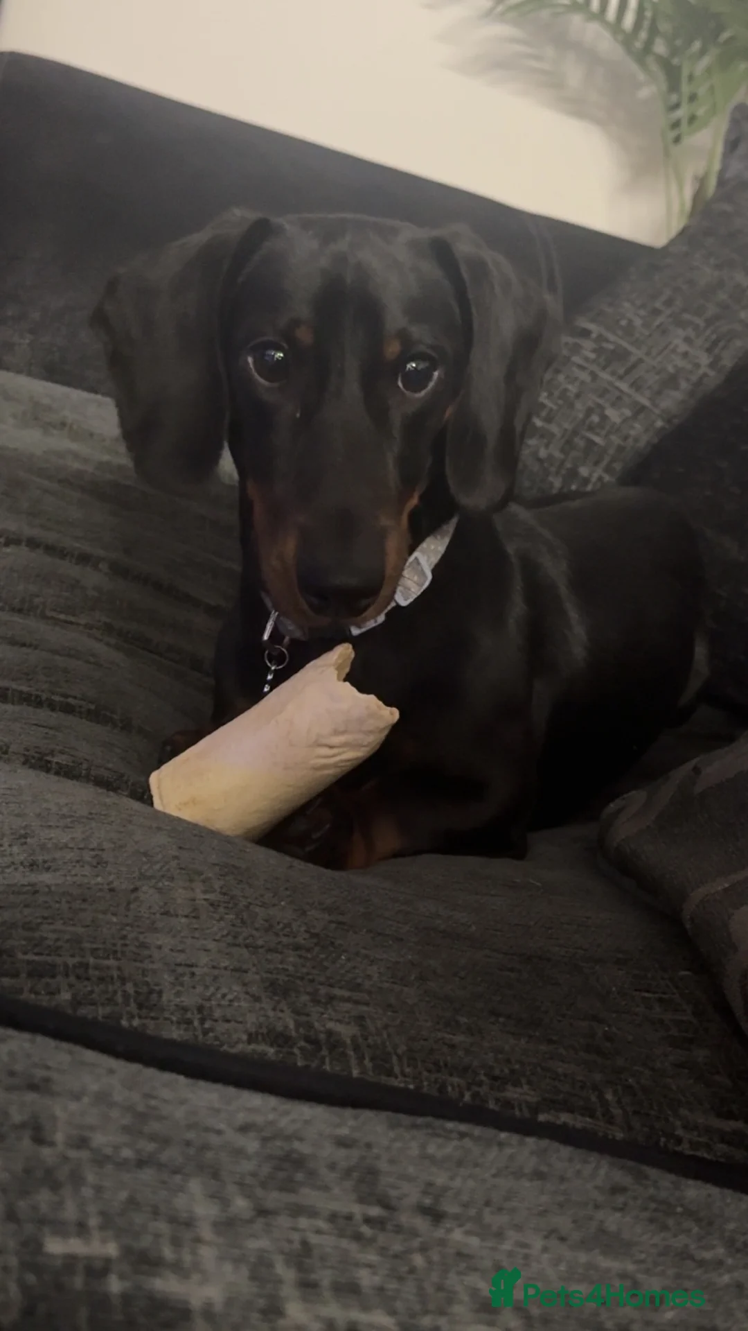Miniature Dachshund dogs for stud: Reggie the minature Dachshund in Coleford - Advert 3