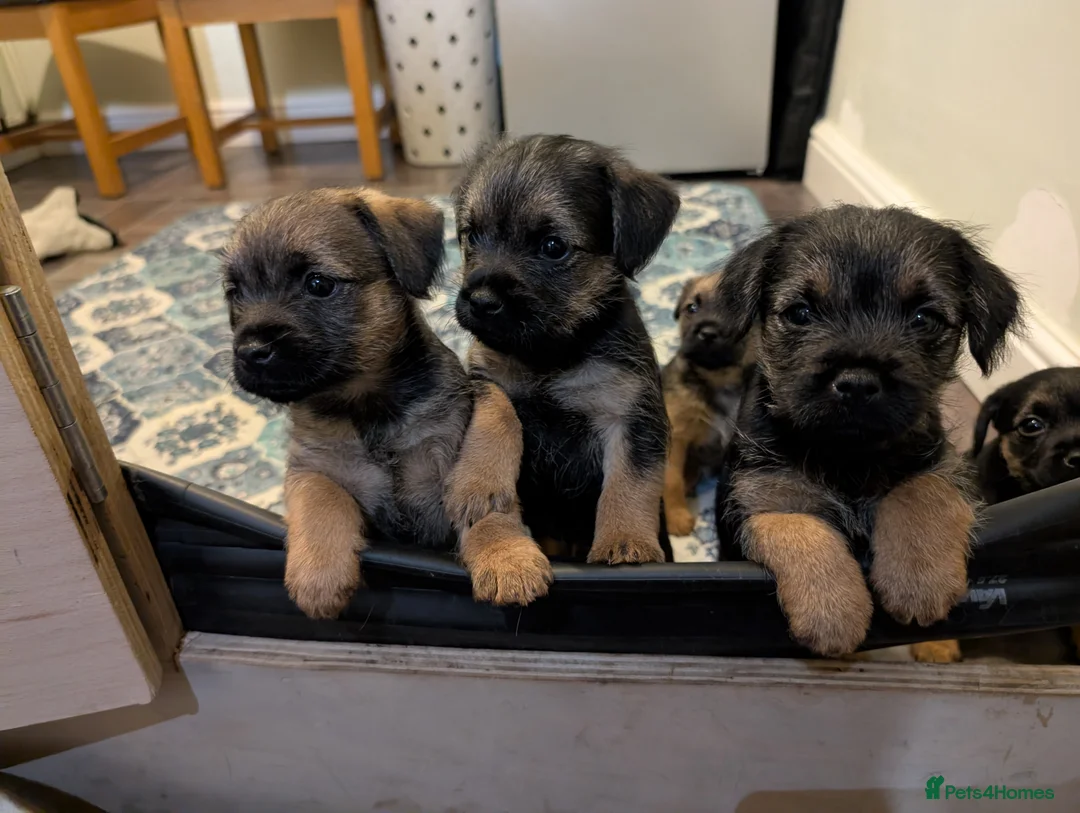 Border Terrier dogs for sale: Beautiful Border Terrier Puppies - Advert 11