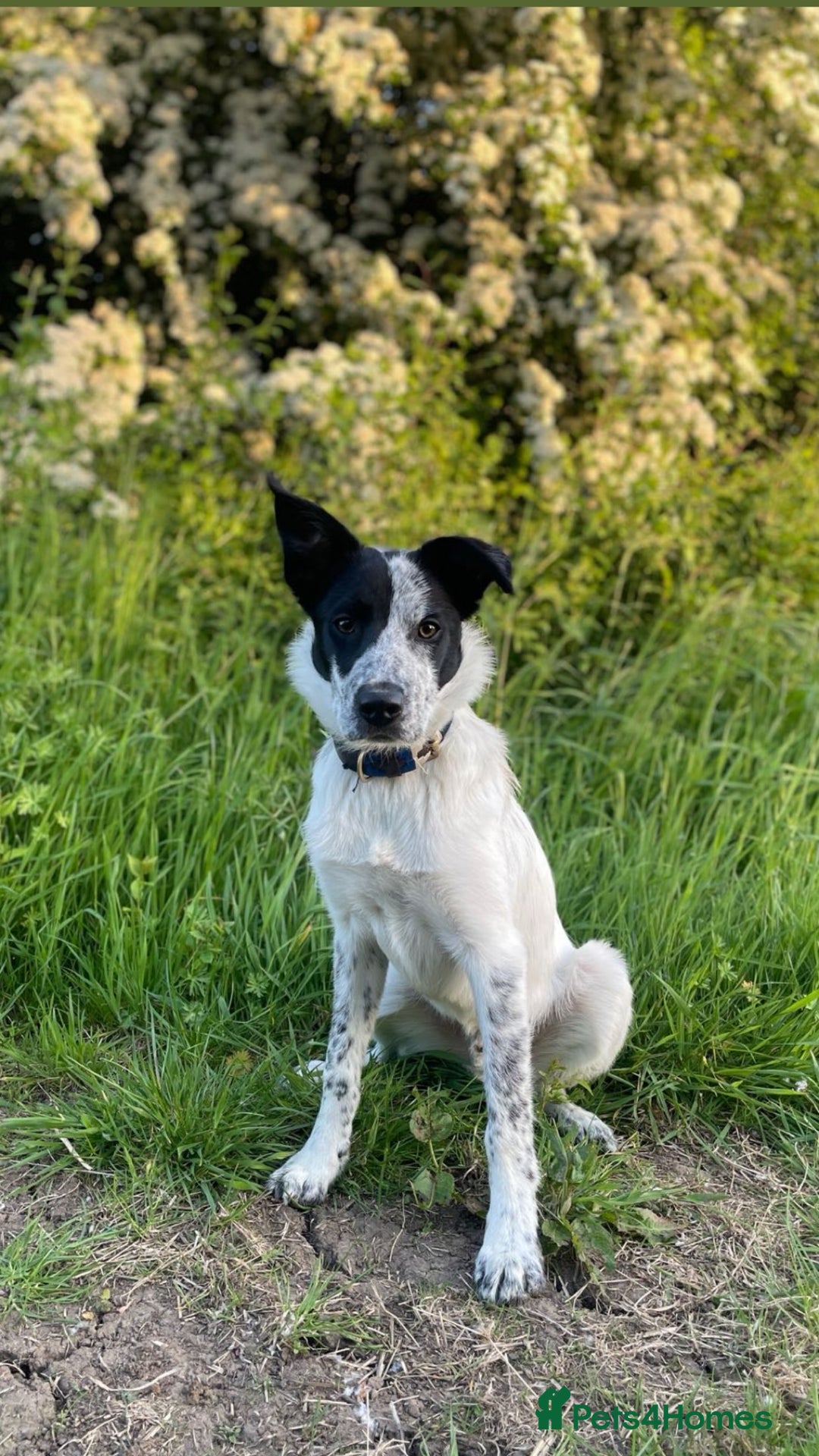 Border Collie dogs for stud: Border collie stud available  - Advert 5