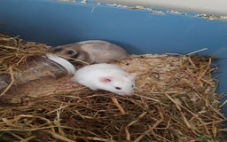 Hamster rodents for sale: Baby syrian hamsters long and short hair £12 each in Manchester - Image 12