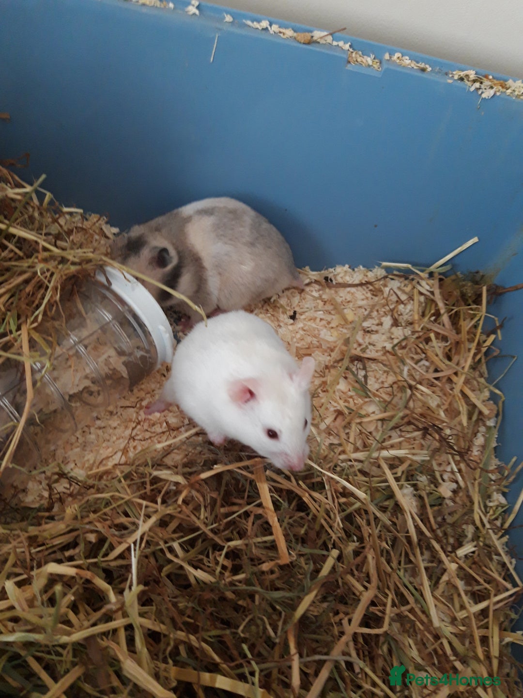 Hamster rodents for sale: Baby syrian hamsters long and short hair £12 each in Manchester - Image 12