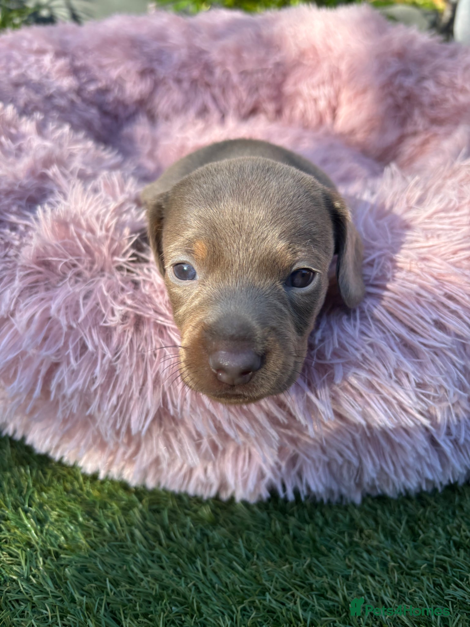 Miniature Dachshund dogs Gorgeous KC Miniature shorthair Dachshund Puppies  - Advert 1