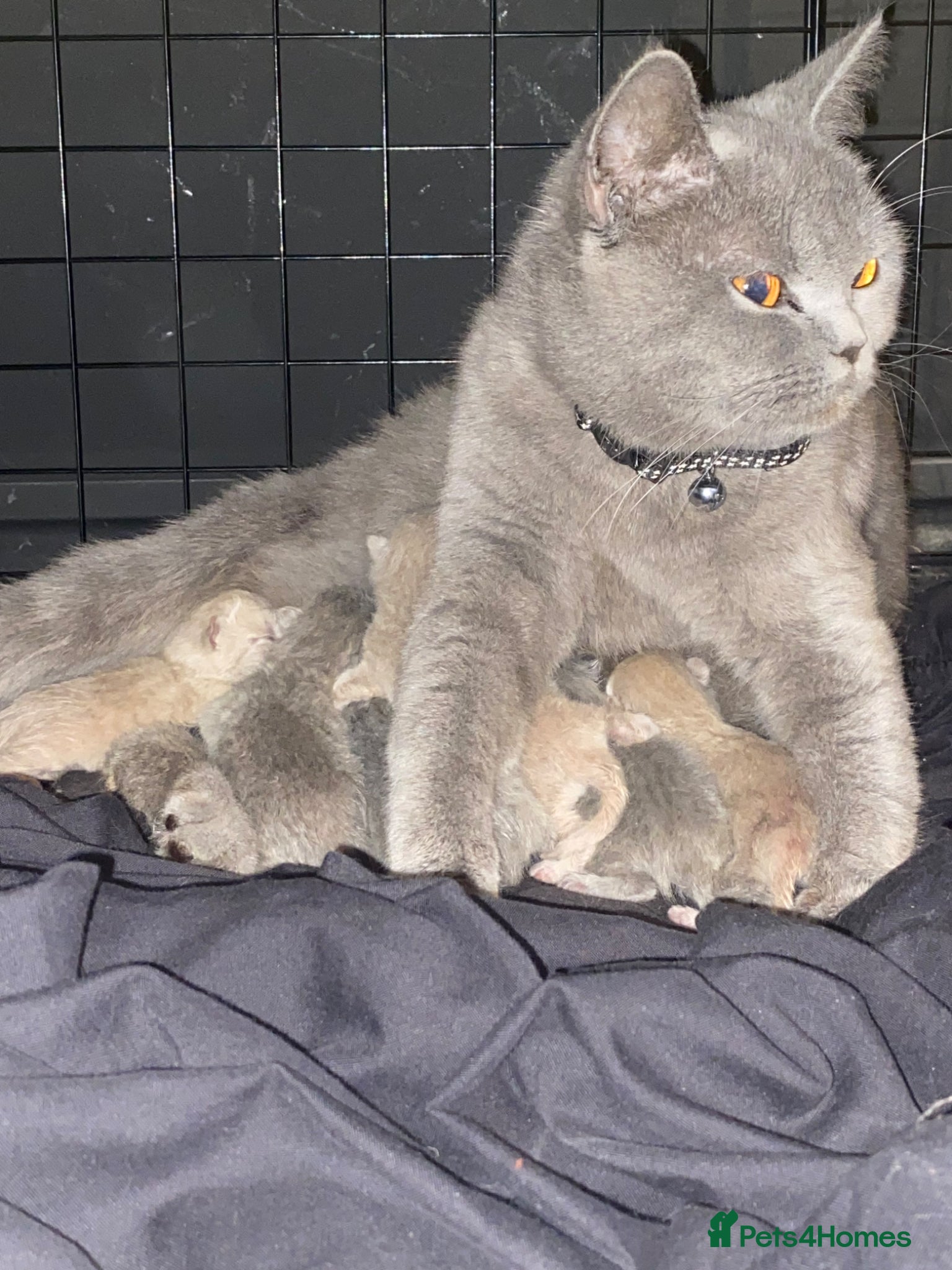 British Shorthair cats Beautiful British Shorthaired kittens - Advert 1