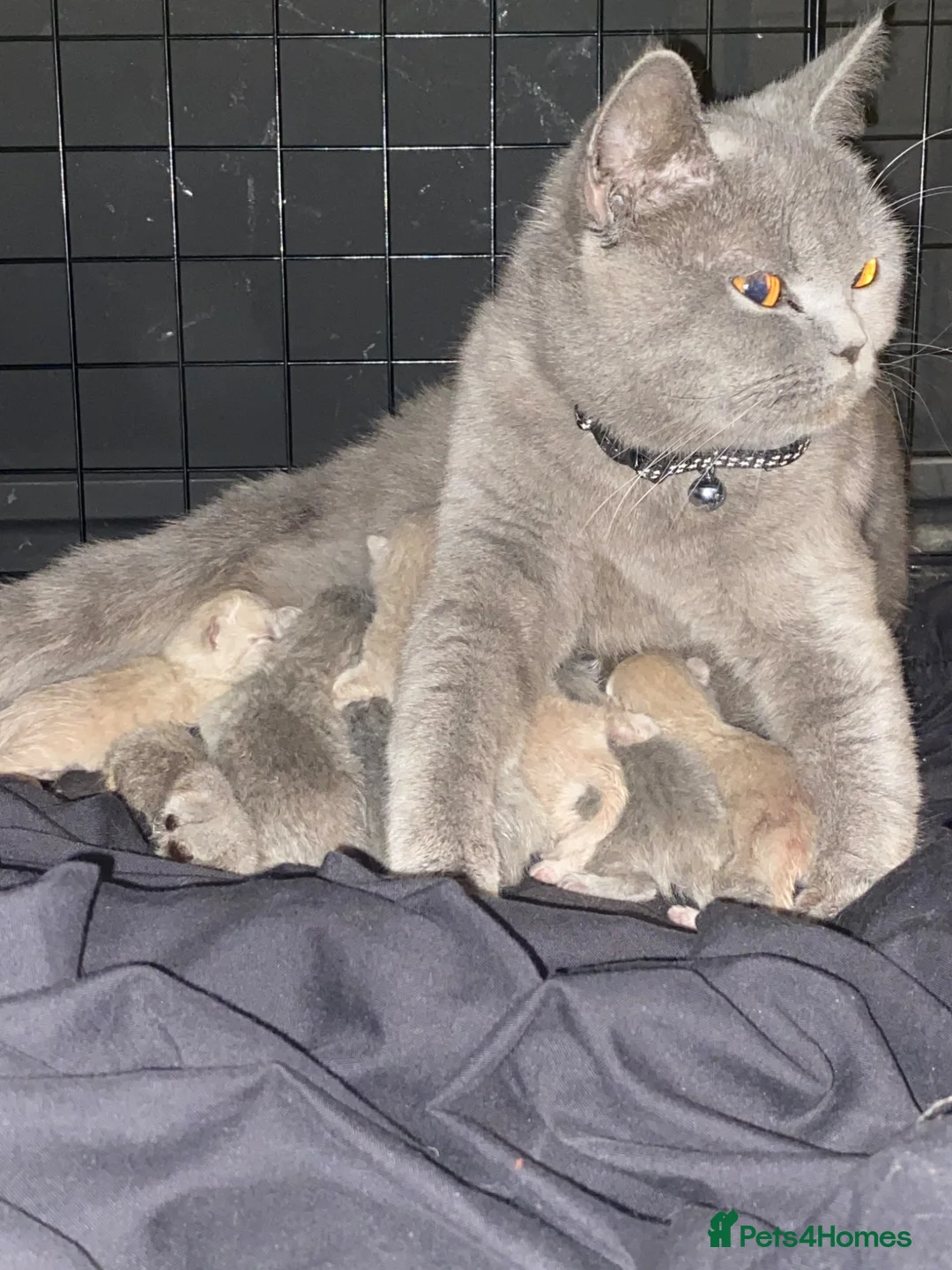 British Shorthair cats for sale: Beautiful British Shorthaired kittens - Advert 1