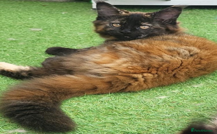Maine Coon cats in Southampton - Advert 10
