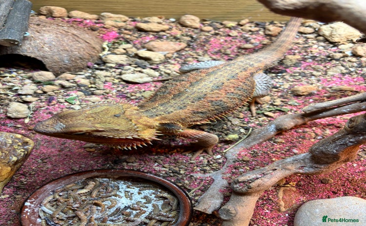 Bearded Dragon reptiles - Advert 6