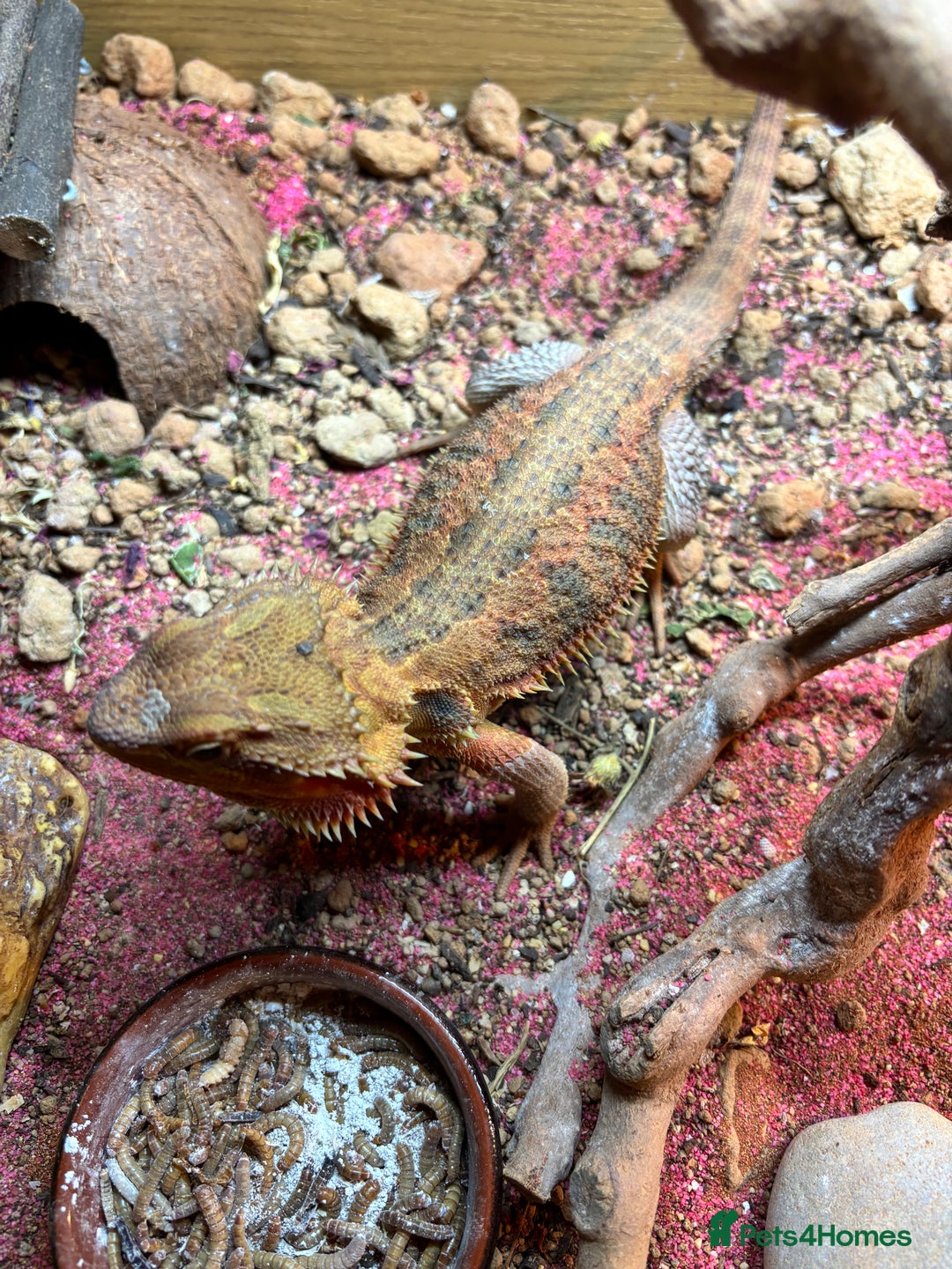 Bearded Dragon reptiles for sale: Female bearded dragon  - Image 1