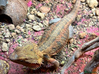 Bearded Dragon reptiles - Advert 2