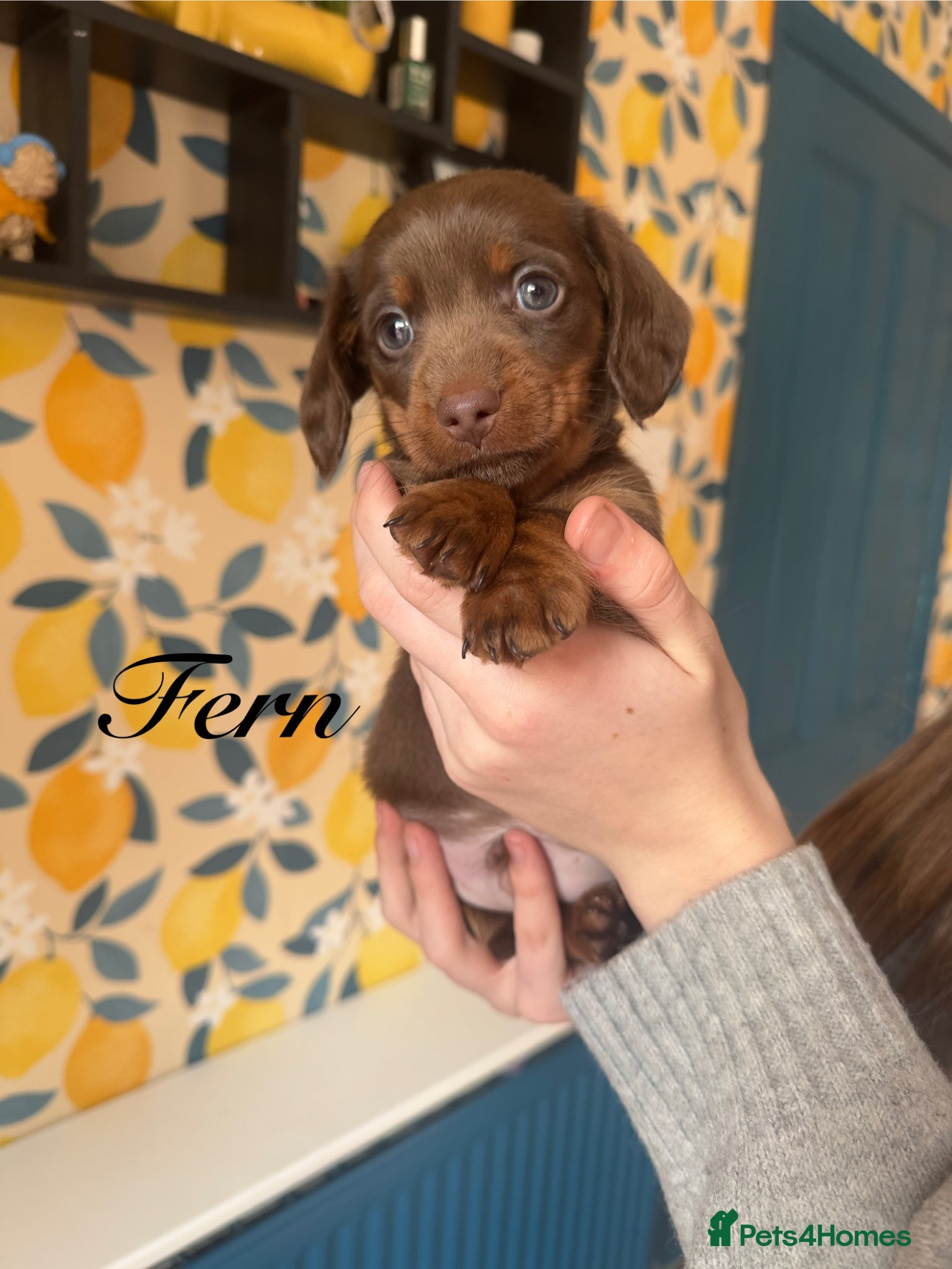 Miniature Dachshund dogs Mini Dachshunds🌟😍 - Advert 2