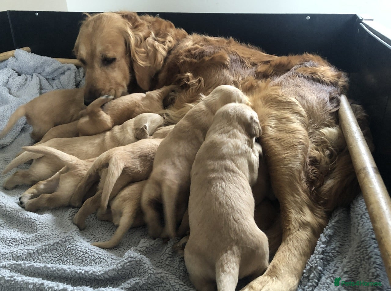 Golden Retriever dogs KC Reg Dark Red Golden Retriever-100% DNA Tested - Advert 1