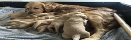 Golden Retriever dogs for sale: KC Reg Dark Red Golden Retriever-100% DNA Tested - Advert 1