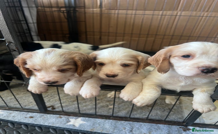 Cocker Spaniel dogs - Advert 14