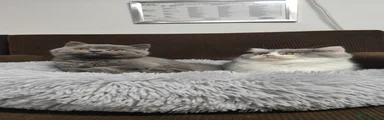 British Shorthair Kitten 2