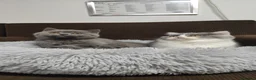 British Shorthair cats for sale: GCCF Registered Chunky British Shorthair kittens  - Advert 8