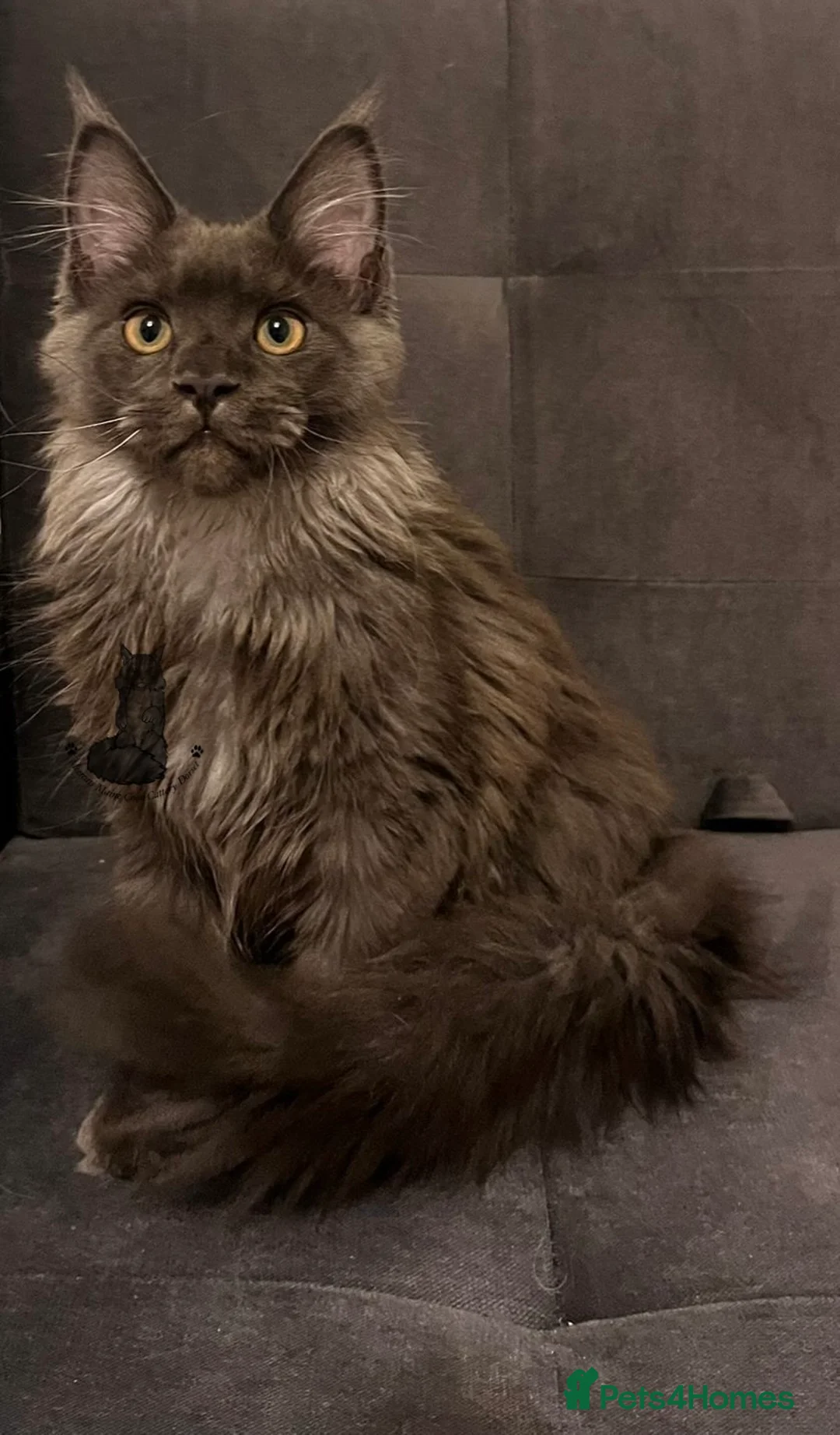 Maine Coon cats for sale: Active TICA Maine Coon blue smoke female nice  - Advert 2