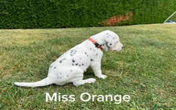 Dalmatian dogs for sale: KC Registered Dalmatian Puppies (Scotland) - Image 5